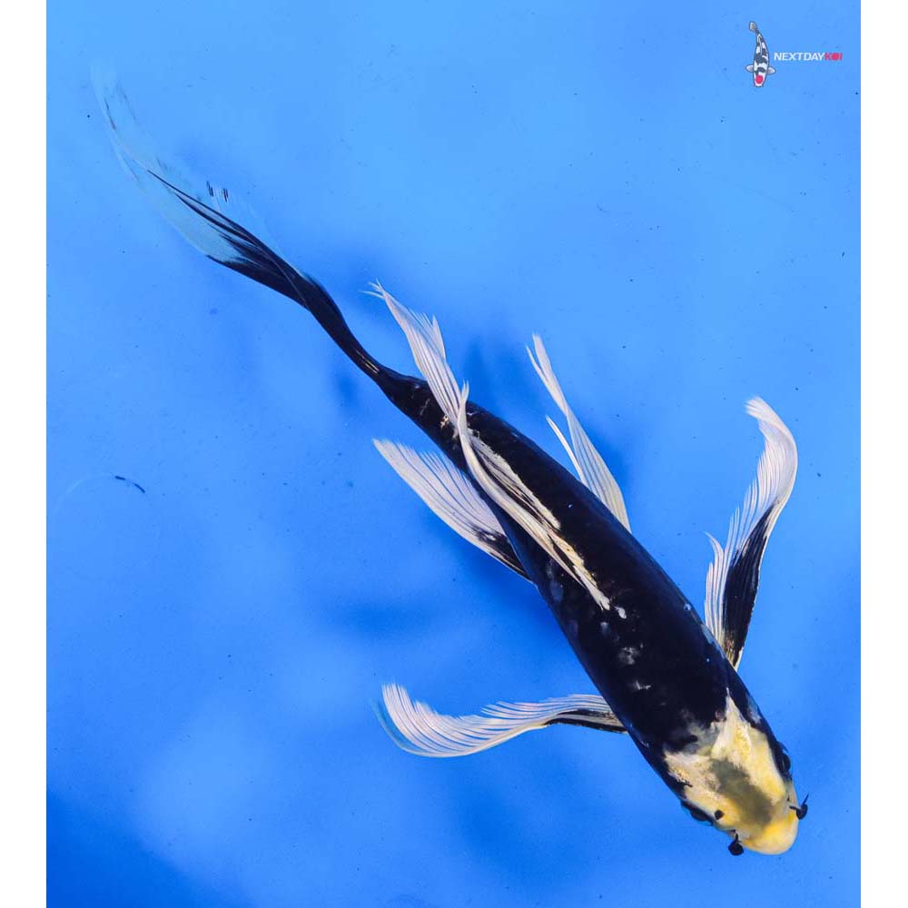 8.5” Imported Kumonryu Butterfly Koi