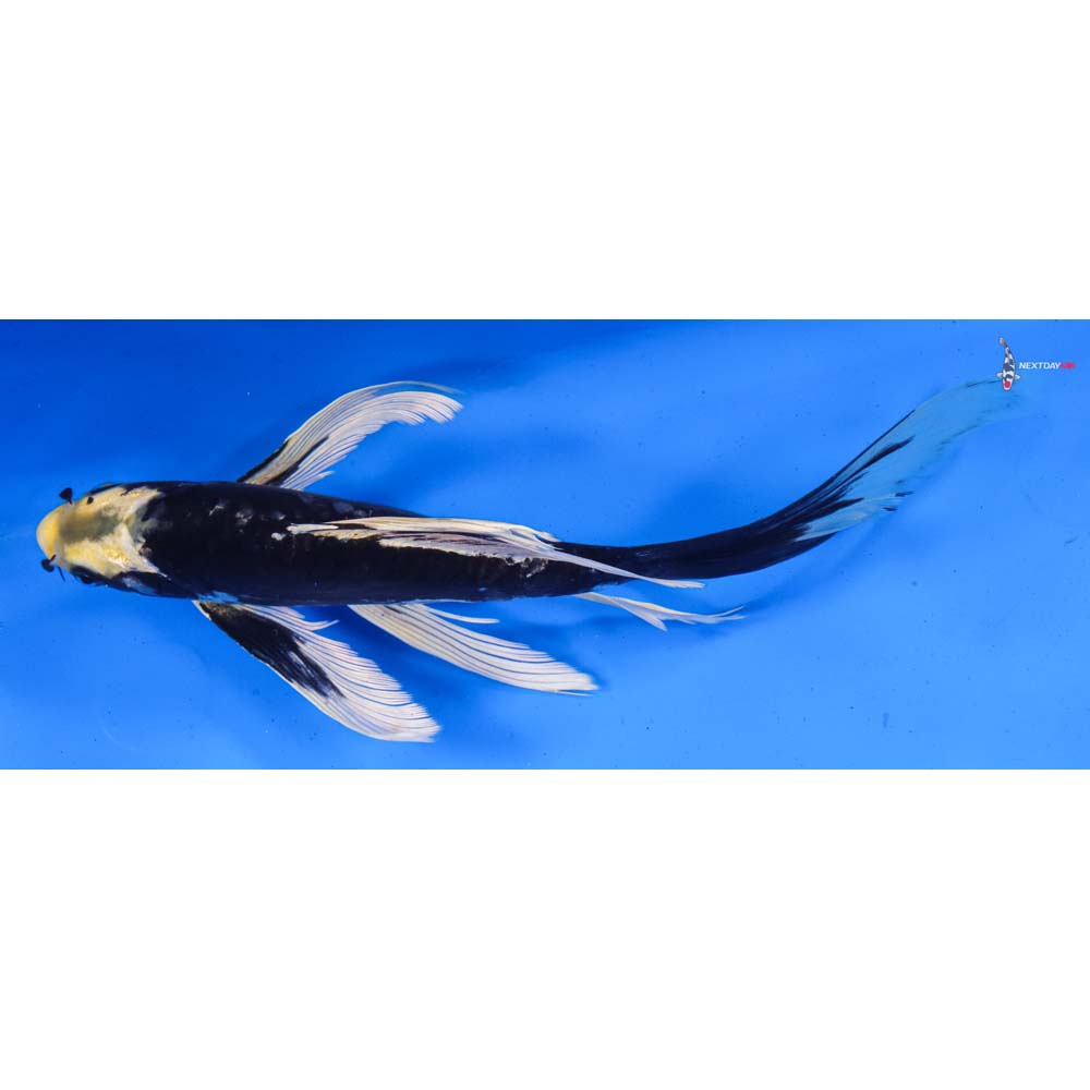 8.5” Imported Kumonryu Butterfly Koi