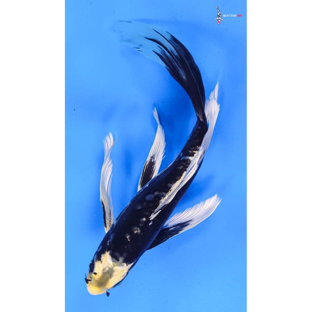 8.5” Imported Kumonryu Butterfly Koi