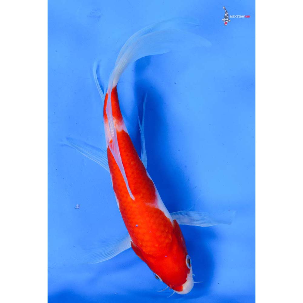 9” Imported Sanke Butterfly Koi