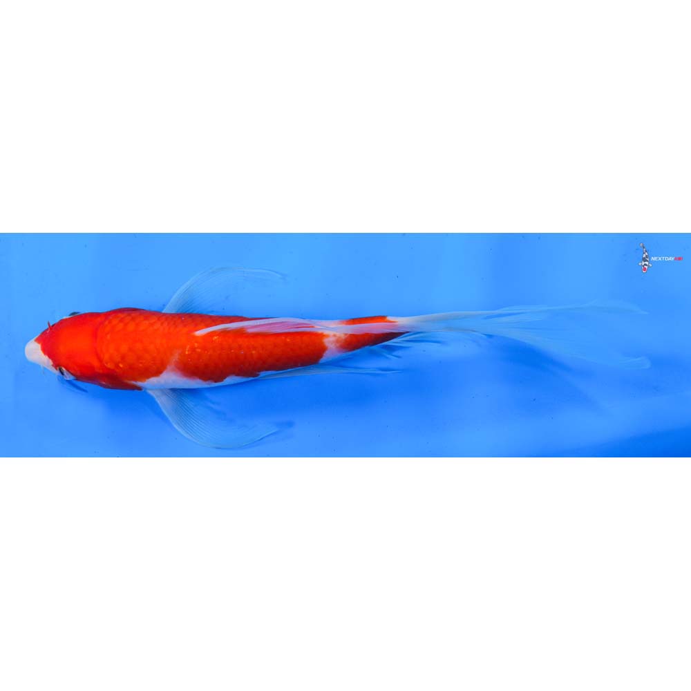 9” Imported Sanke Butterfly Koi
