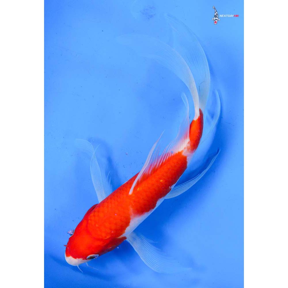 9” Imported Sanke Butterfly Koi