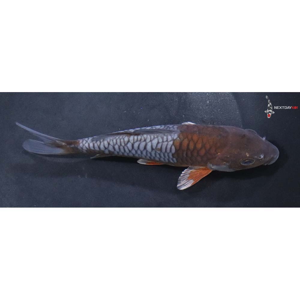 5” Imported Armor Scaled Ochiba Shigure
