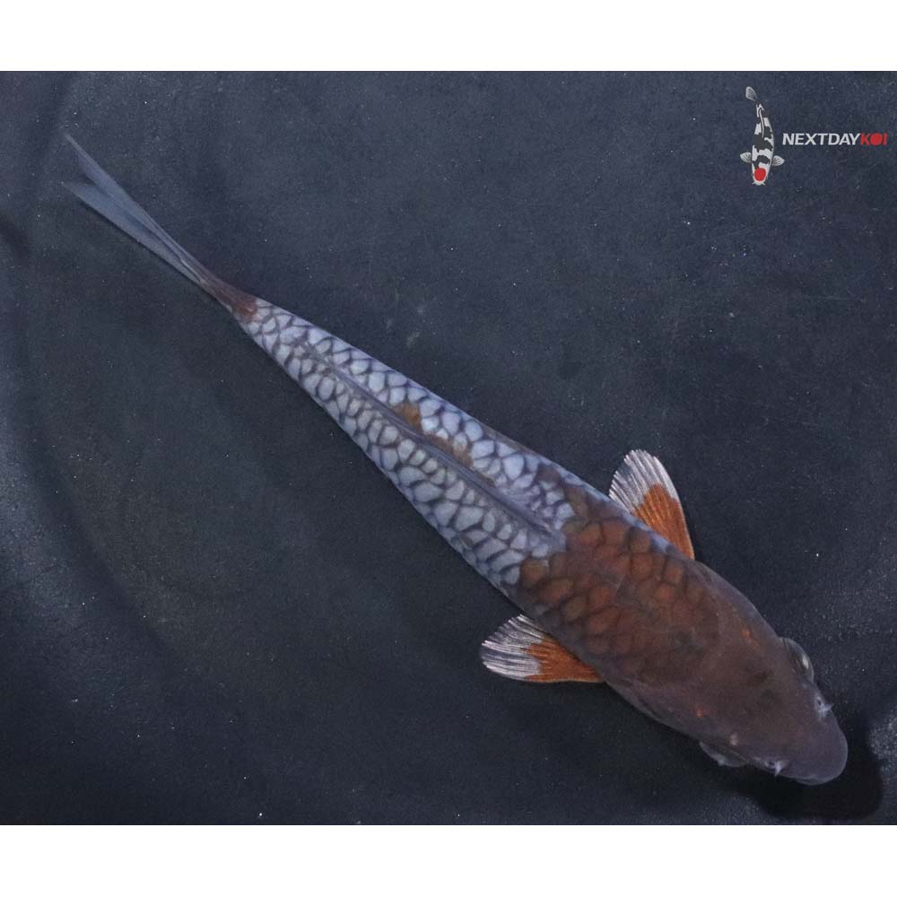 5” Imported Armor Scaled Ochiba Shigure