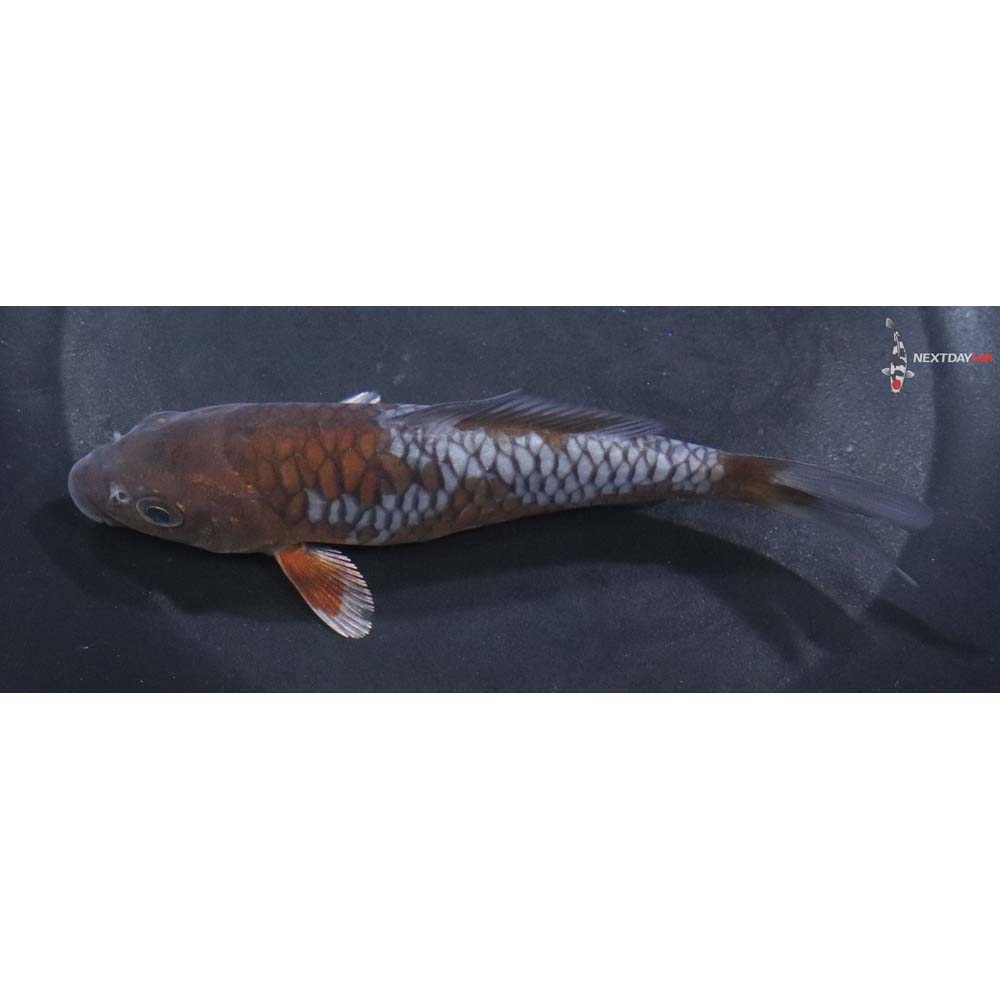 5” Imported Armor Scaled Ochiba Shigure