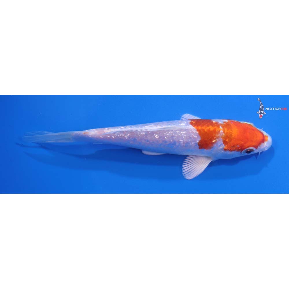5.5” Imported Gin Rin Hariwake