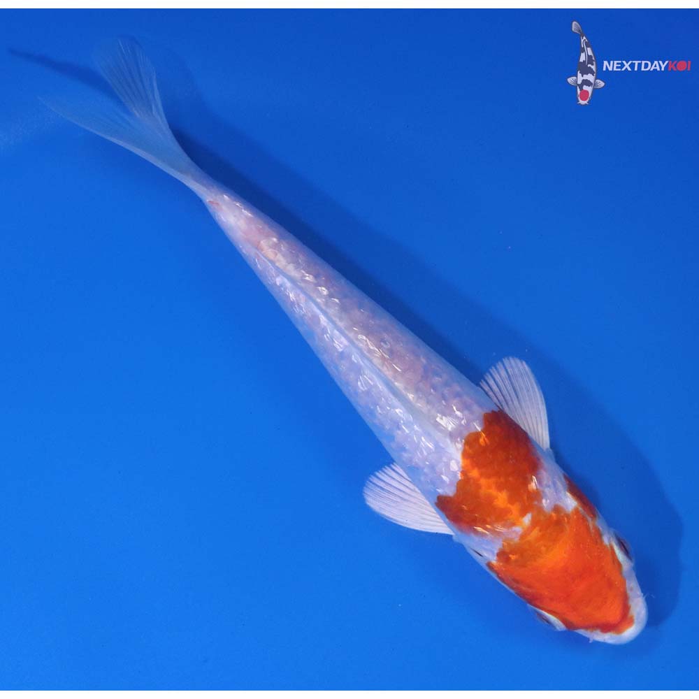 5.5” Imported Gin Rin Hariwake