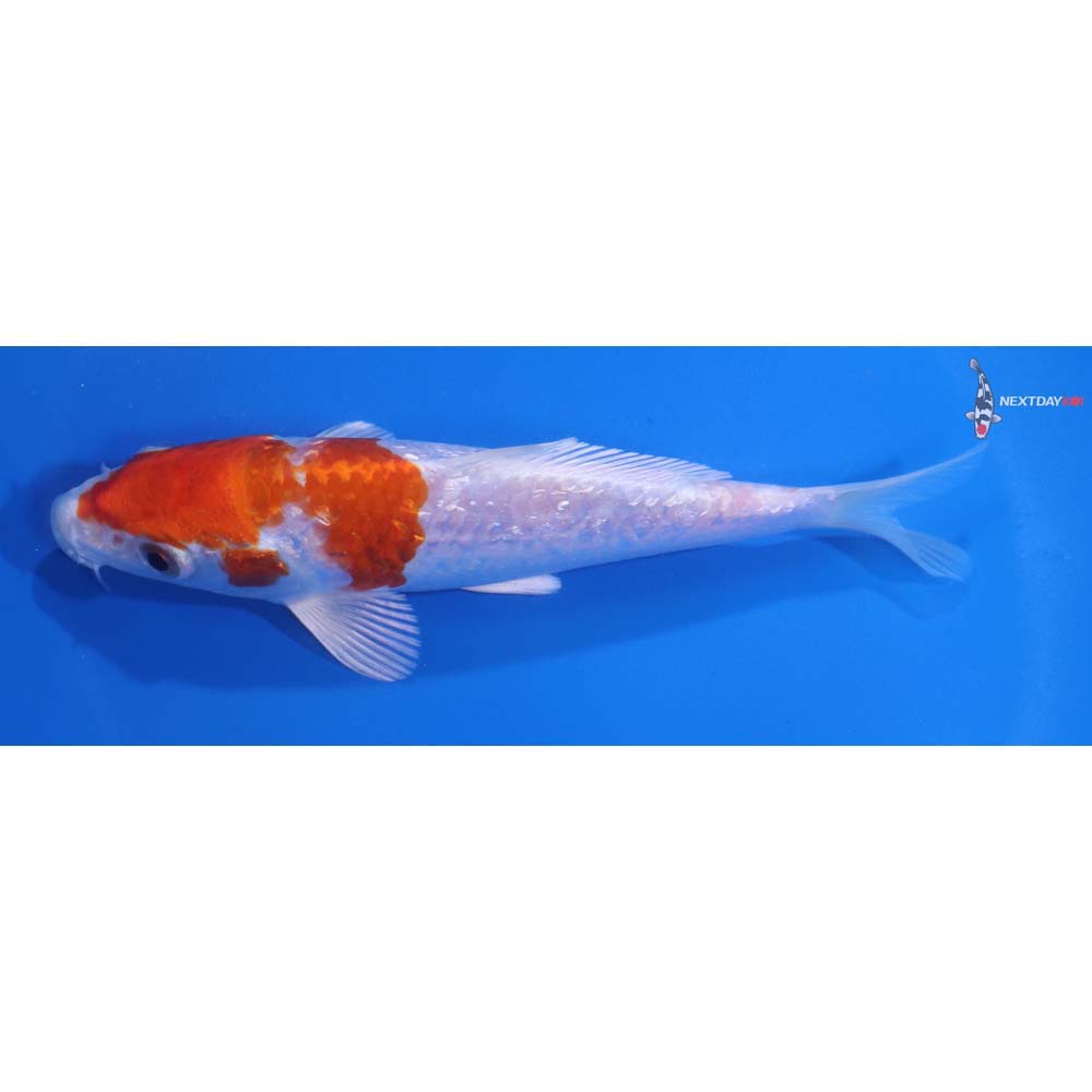 5.5” Imported Gin Rin Hariwake