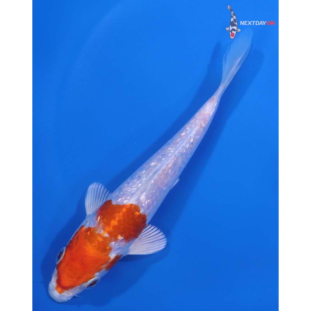 5.5” Imported Gin Rin Hariwake