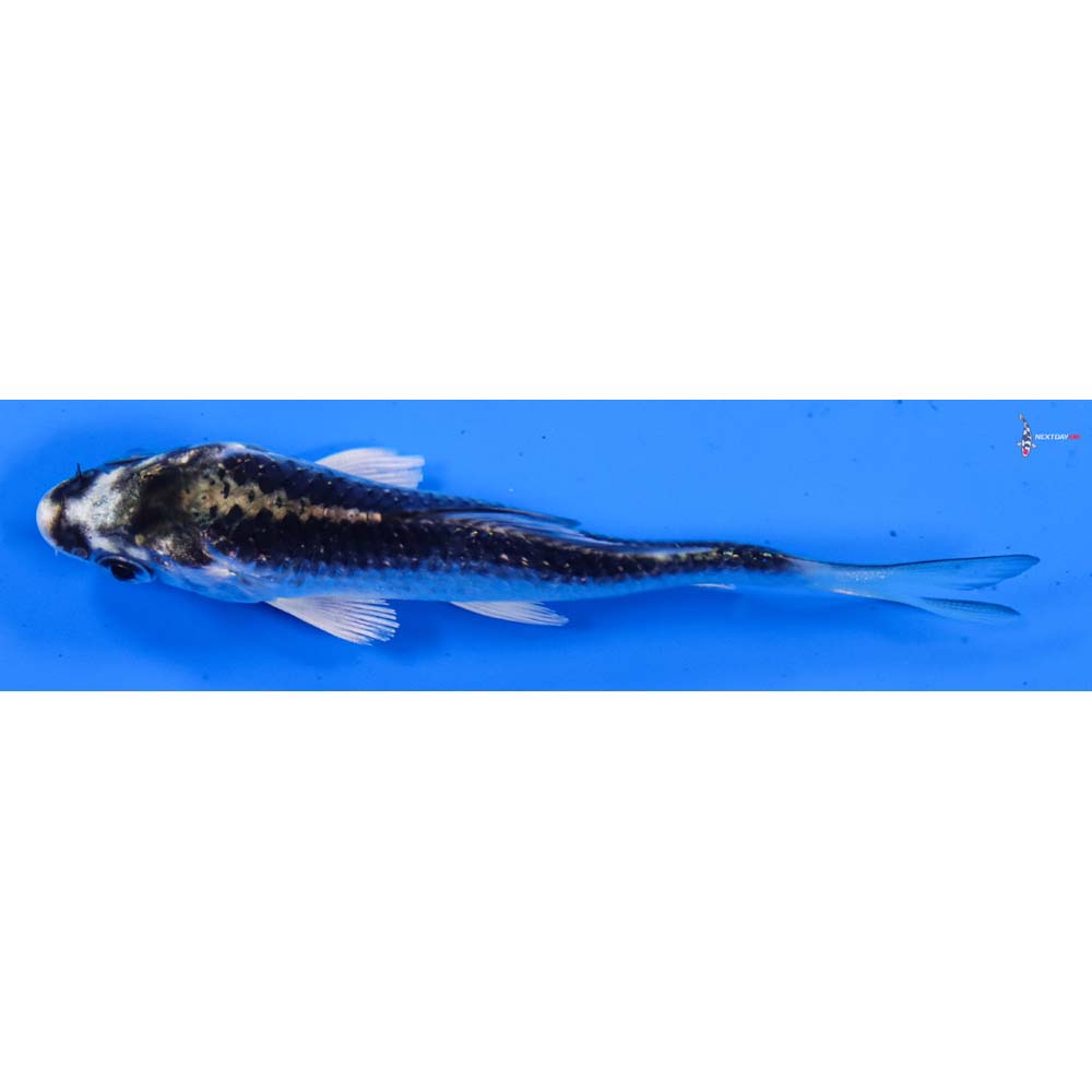 3” Imported Gin Matsuba