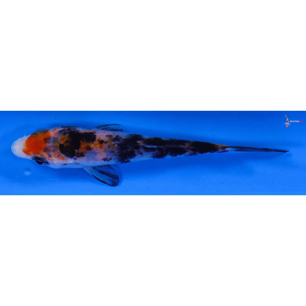 3.5” Imported Sanke
