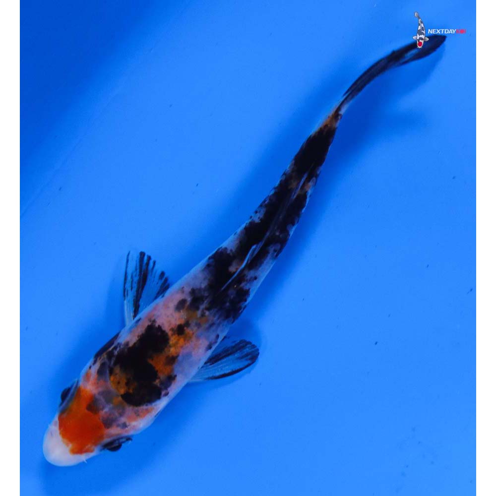 3.5” Imported Sanke