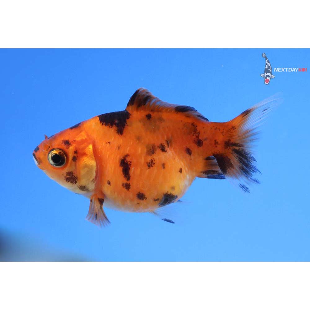 2” Imported Calico Pearlscale