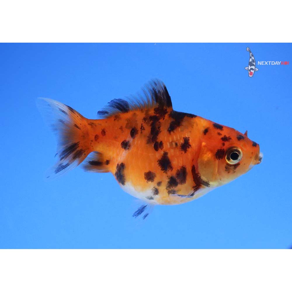 2” Imported Calico Pearlscale