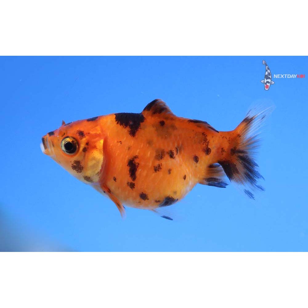 2” Imported Calico Pearlscale
