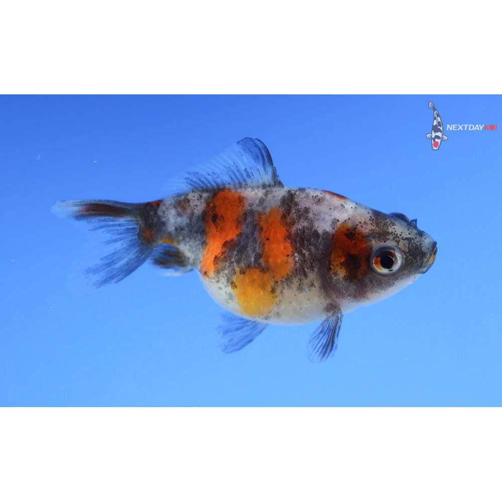 2” Imported Calico Pearlscale