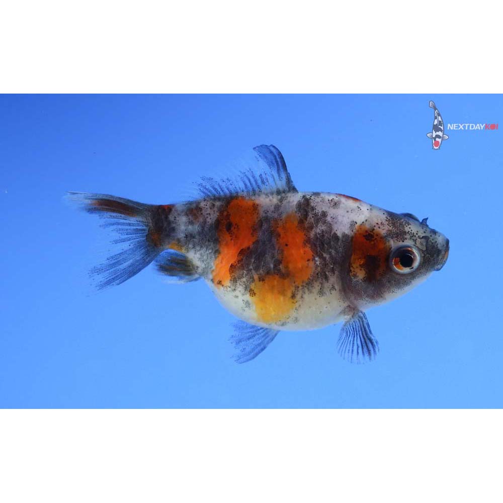 2” Imported Calico Pearlscale