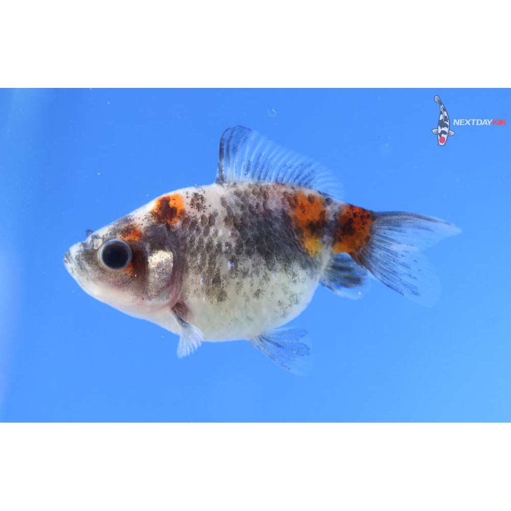 2” Imported Calico Pearlscale