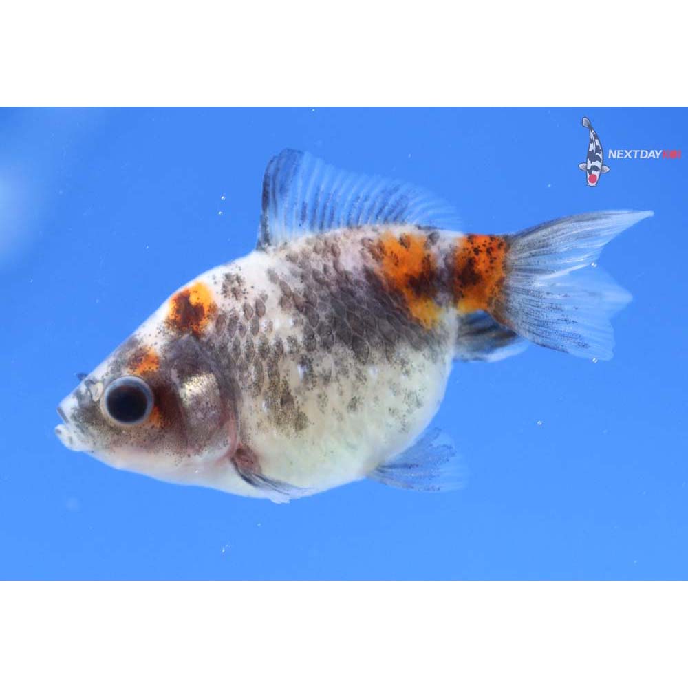 2” Imported Calico Pearlscale