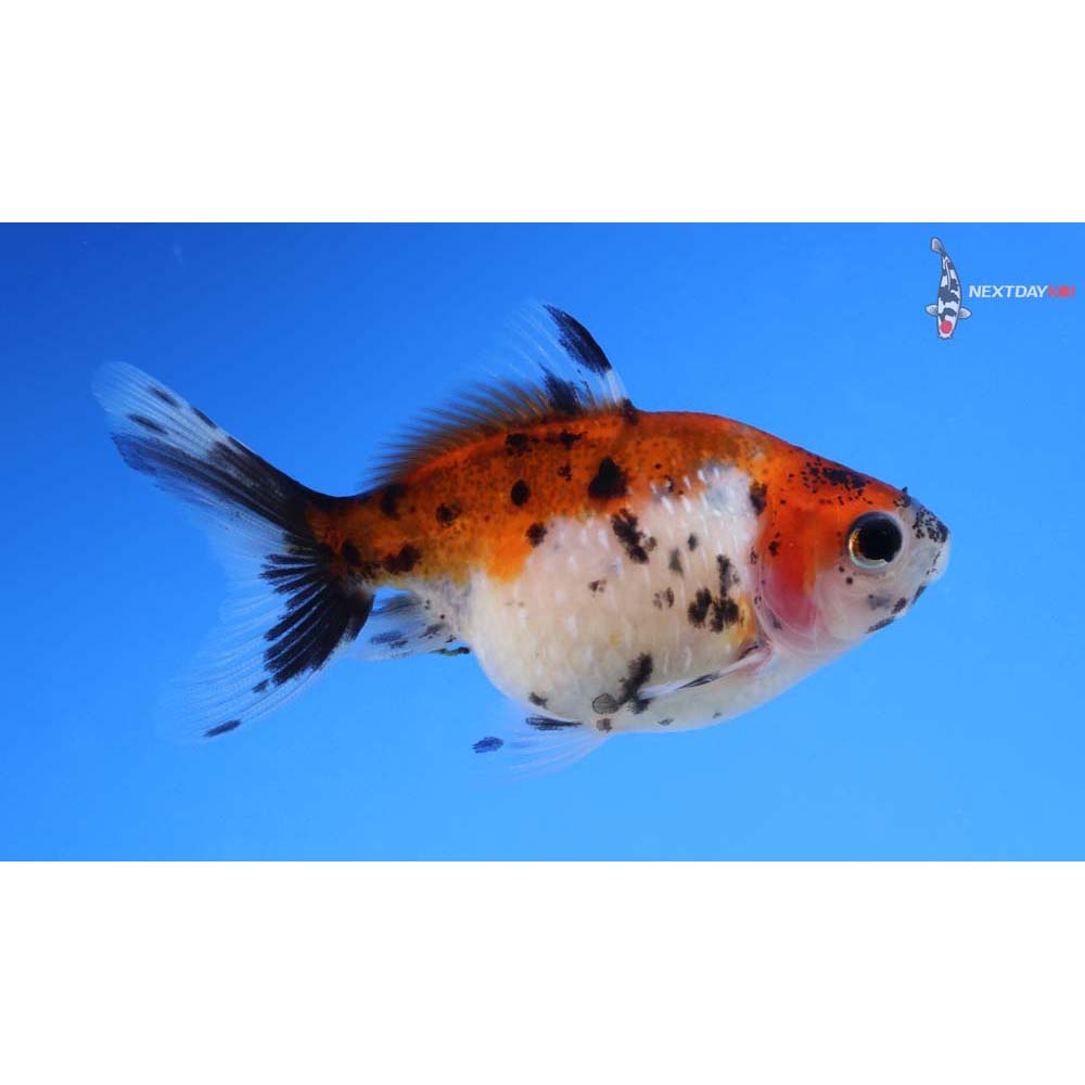 2.5” Imported Calico Pearlscale