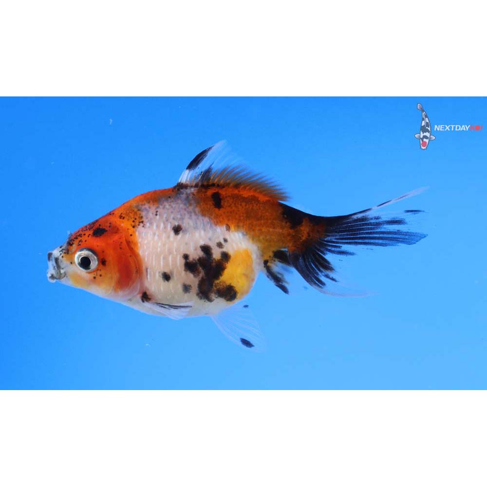 2.5” Imported Calico Pearlscale