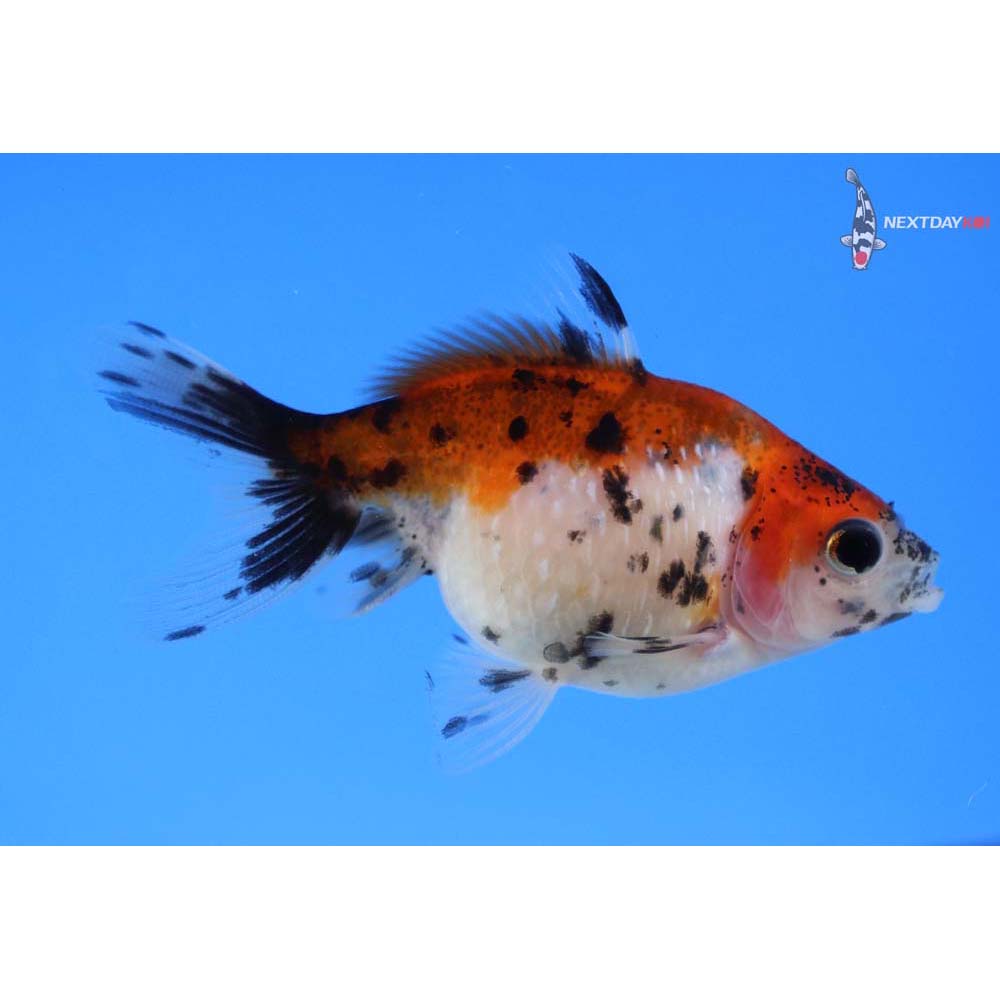 2.5” Imported Calico Pearlscale