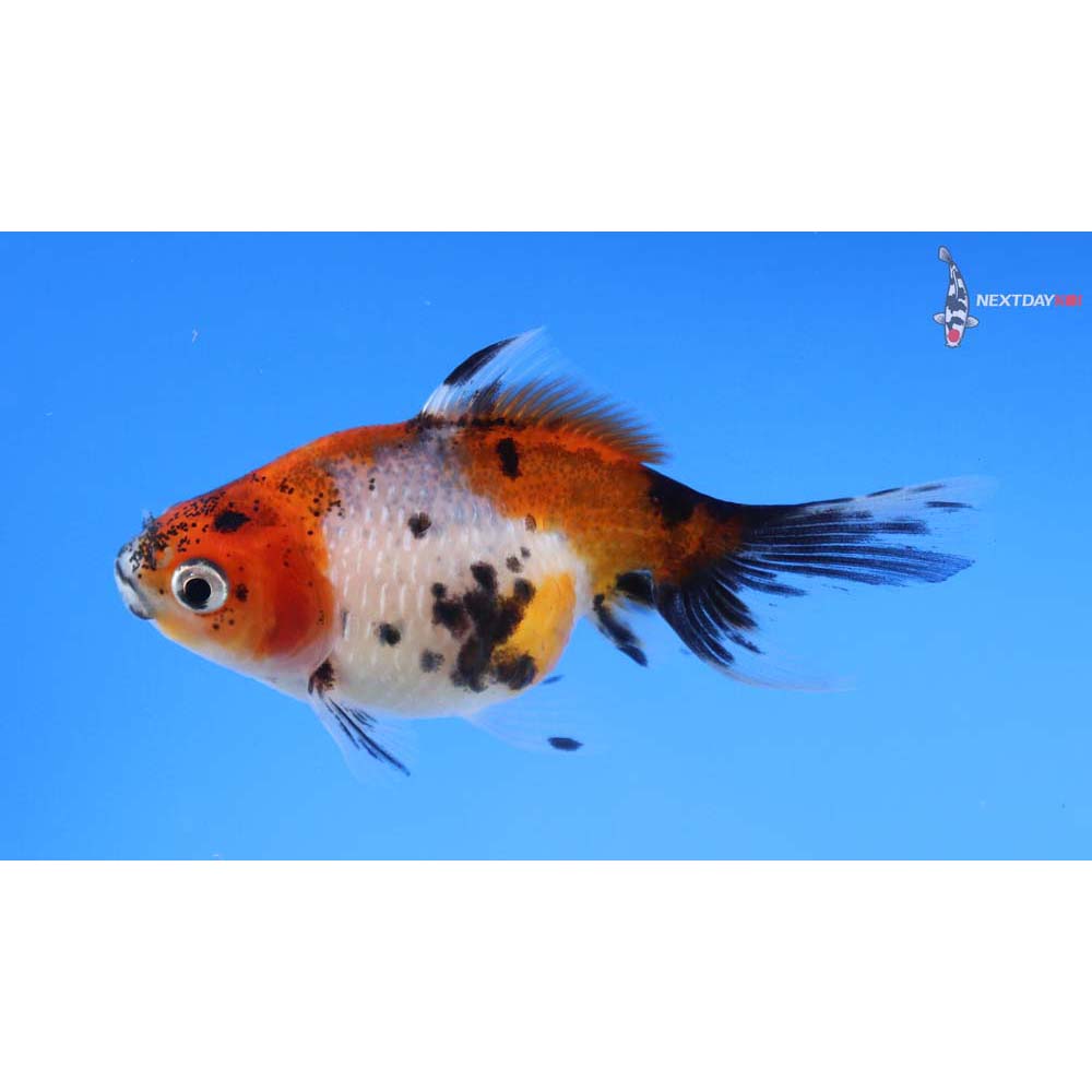 2.5” Imported Calico Pearlscale