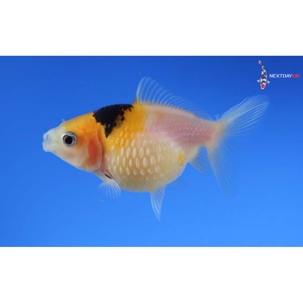 2.5” Imported Tri Color Pearlscale