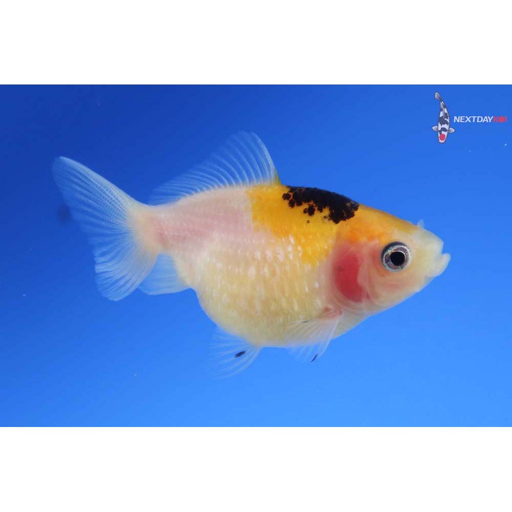 2.5” Imported Tri Color Pearlscale