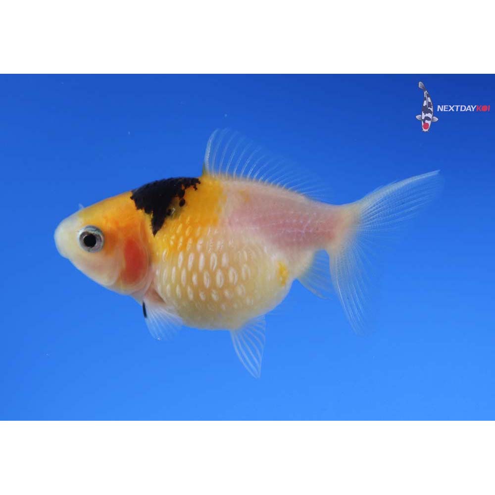 2.5” Imported Tri Color Pearlscale