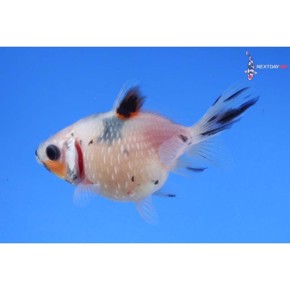 2” Imported Calico Pearlscale