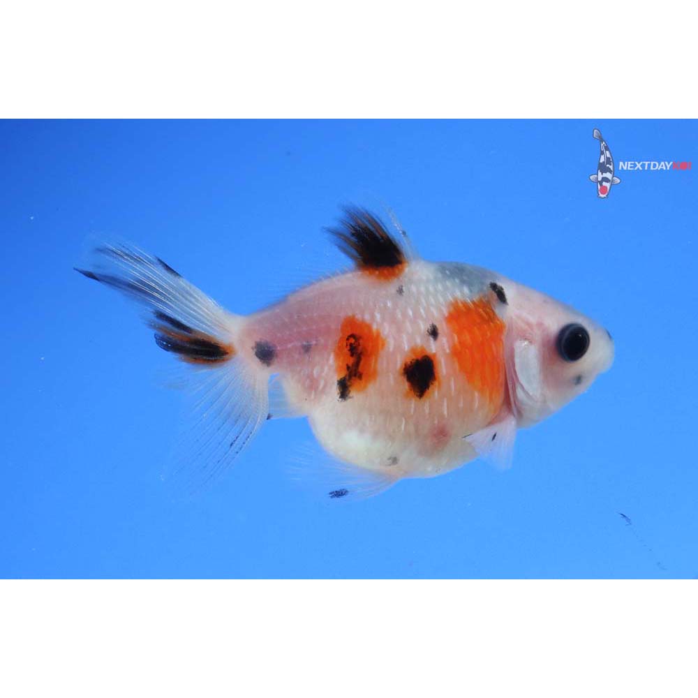 2” Imported Calico Pearlscale