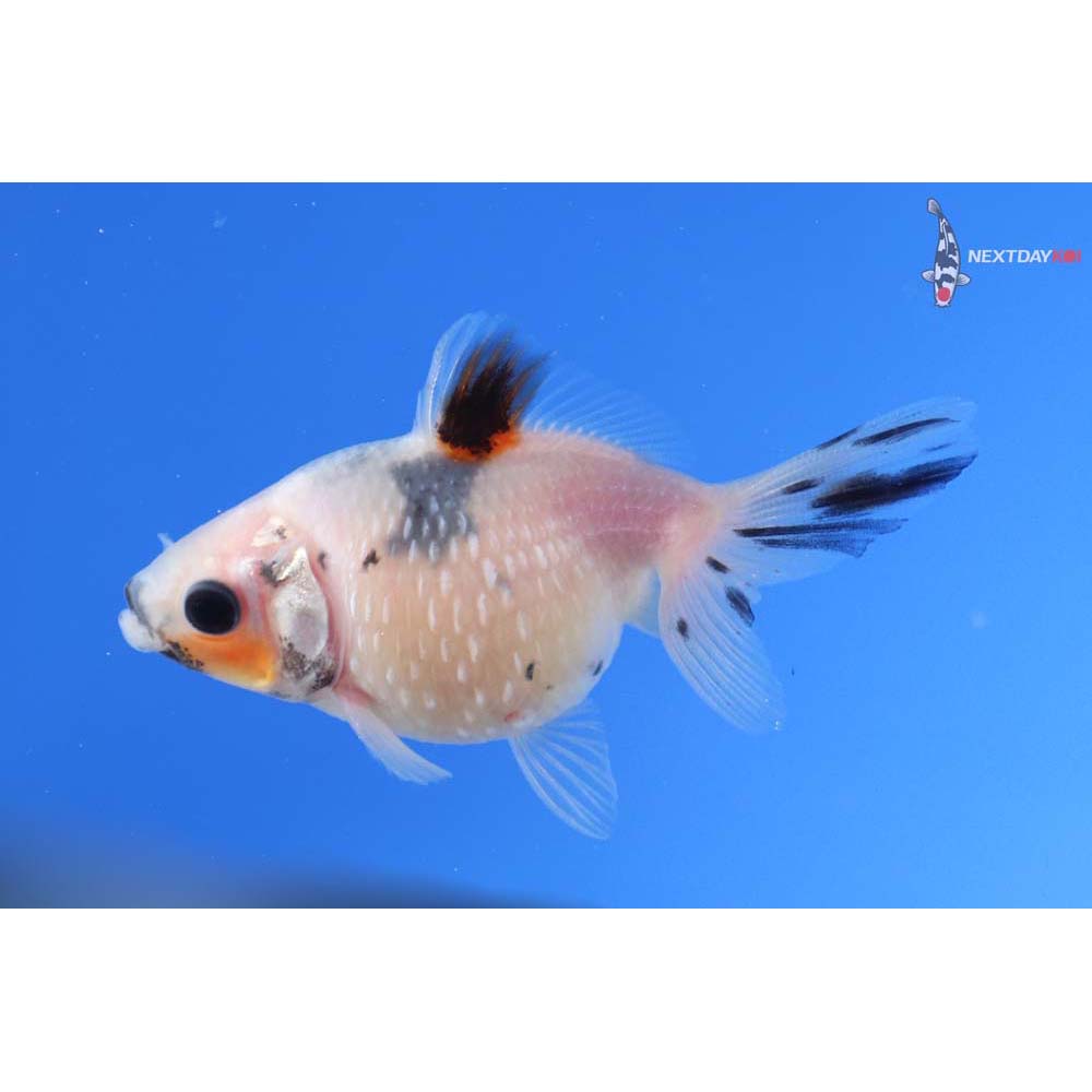 2” Imported Calico Pearlscale