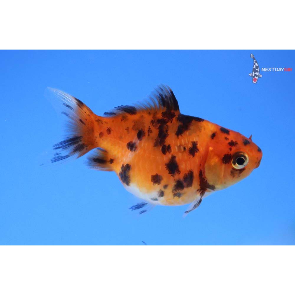 2” Imported Calico Pearlscale
