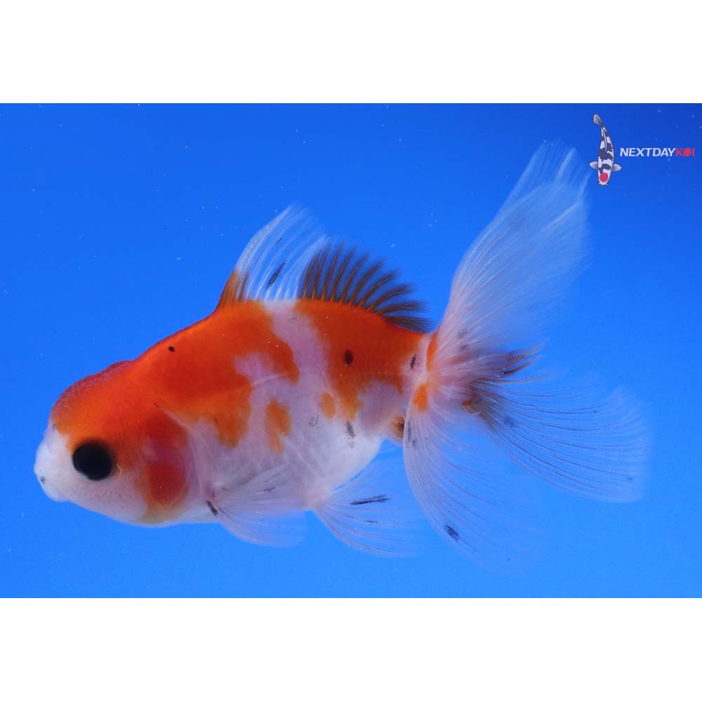 3” Imported Calico Oranda