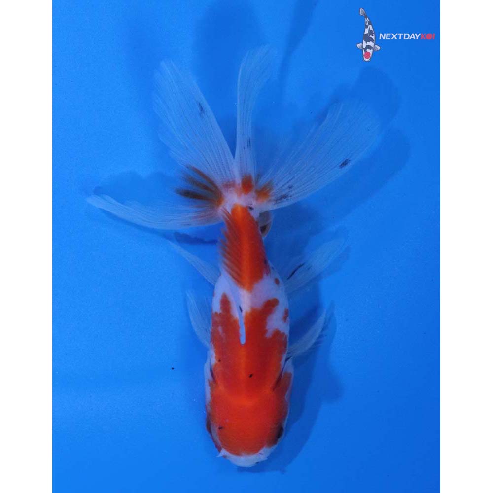 3” Imported Calico Oranda