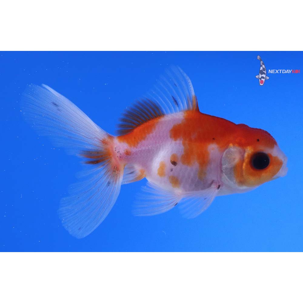 3” Imported Calico Oranda