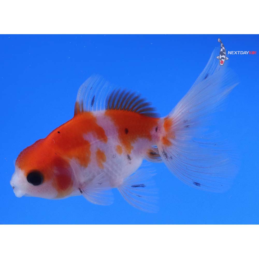 3” Imported Calico Oranda
