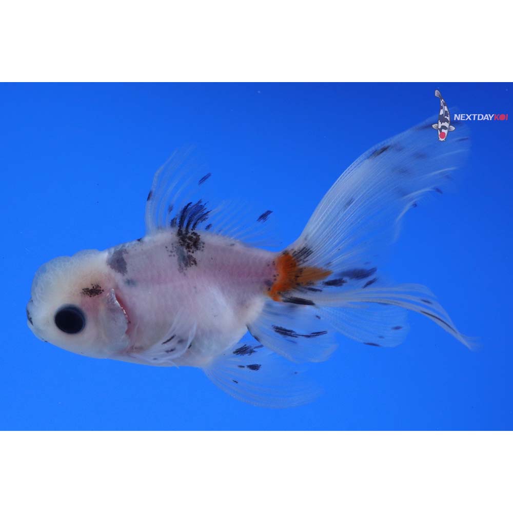 3.5” Imported Calico Oranda