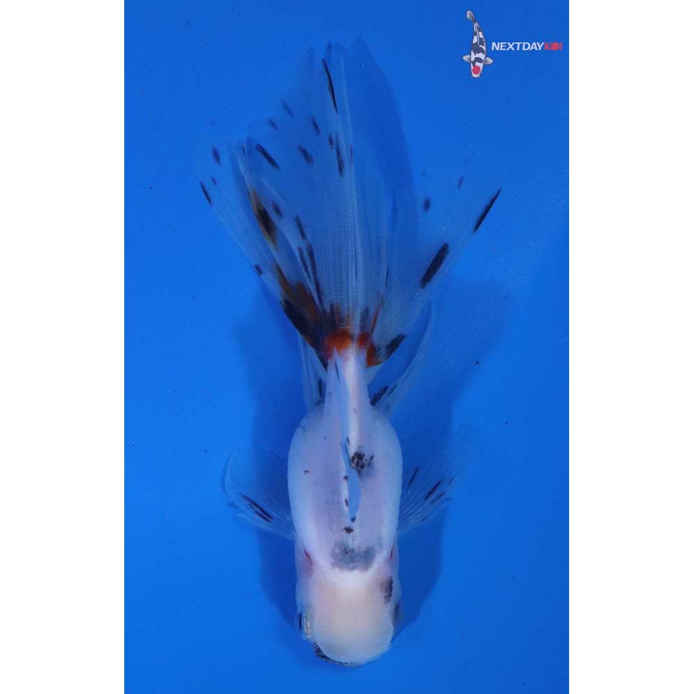 3.5” Imported Calico Oranda
