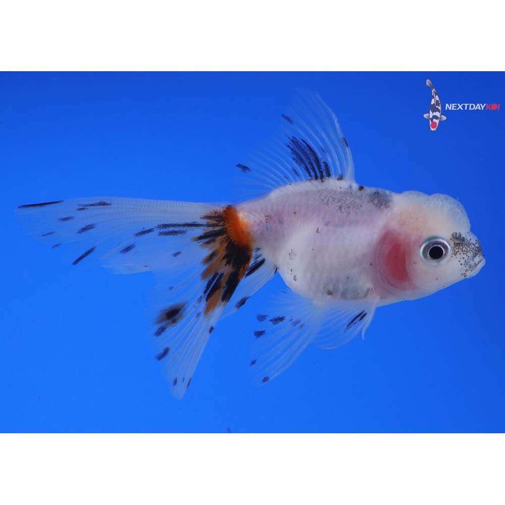 3.5” Imported Calico Oranda