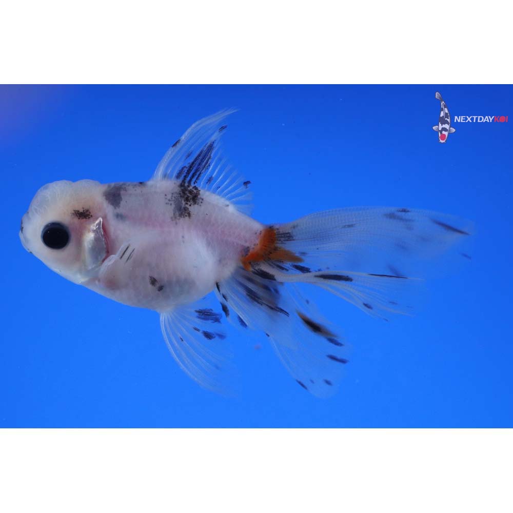 3.5” Imported Calico Oranda