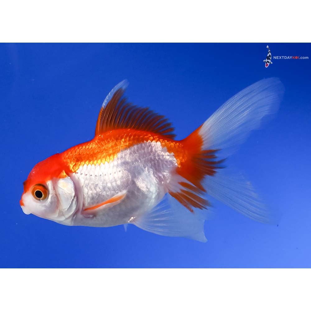 3.5” Imported Red and White Oranda