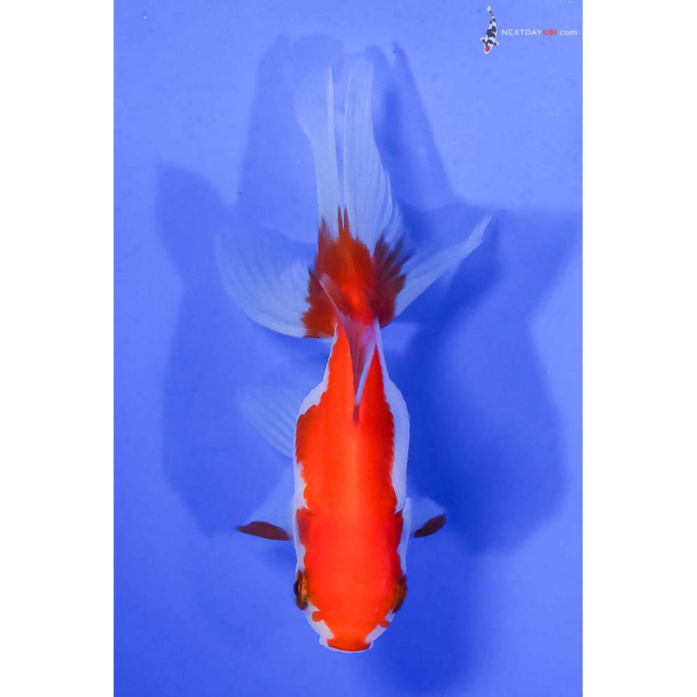 3.5” Imported Red and White Oranda