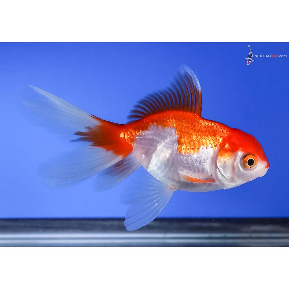 3.5” Imported Red and White Oranda