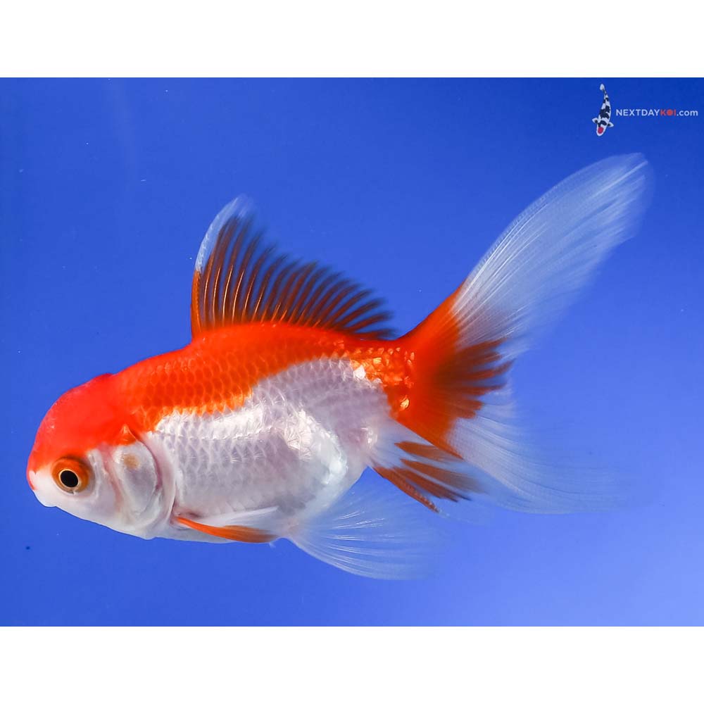 3.5” Imported Red and White Oranda