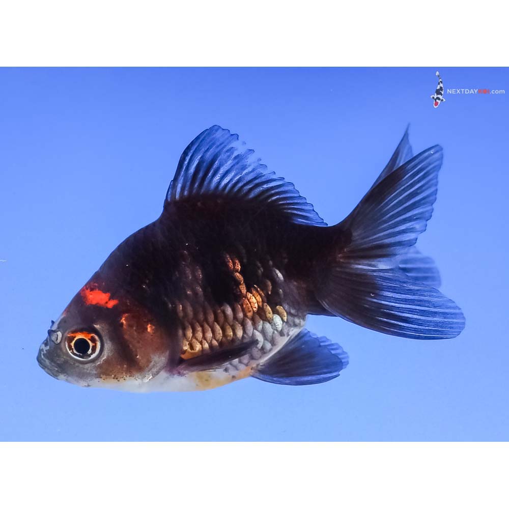 3” Imported Tri Color Ryukin