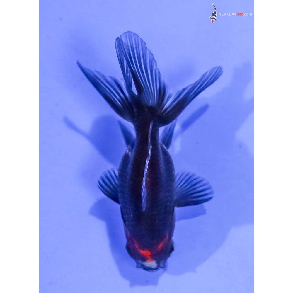 3” Imported Tri Color Ryukin