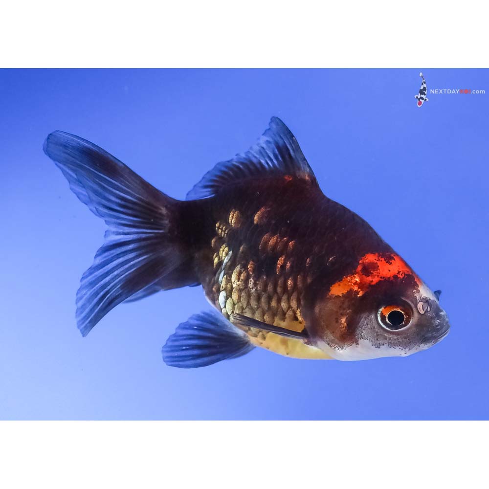 3” Imported Tri Color Ryukin