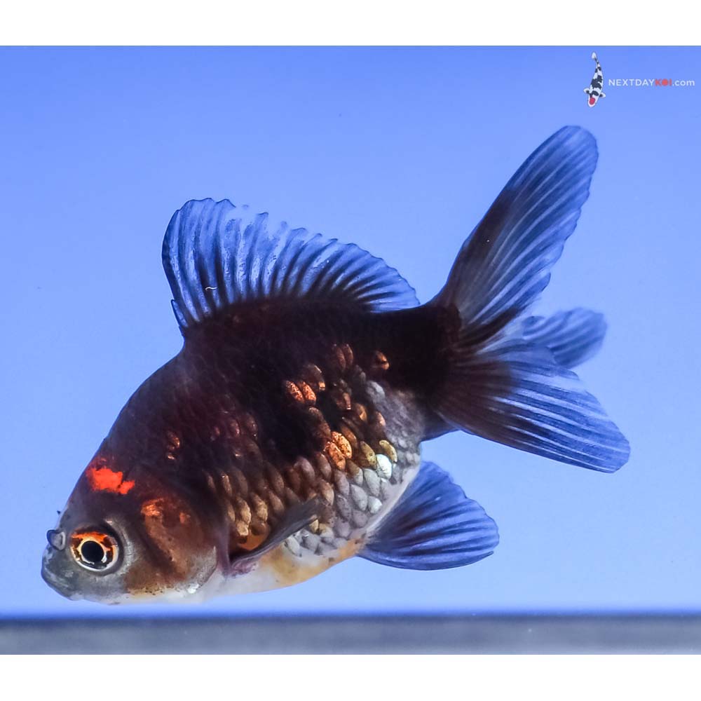 3” Imported Tri Color Ryukin